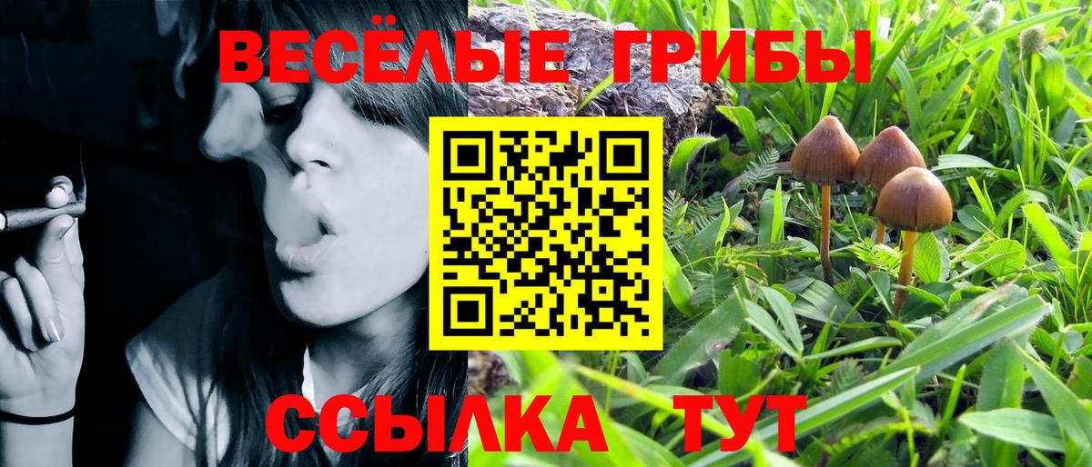 Псилоцибиновые грибы мицелий Кисловодск